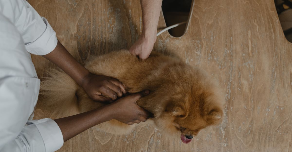 Veterinarian inspecting a Pomeranian on a wooden table, showcasing care in pet healthcare.